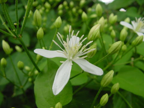 跡見群芳譜(野草譜 センニンソウ)